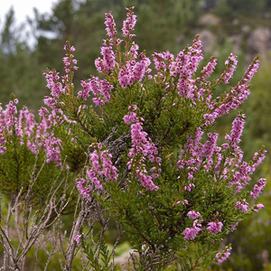Calluna Vulgaris 'Scottish Heather' Perennial Seeds