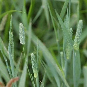 Timothy Grass Seed
