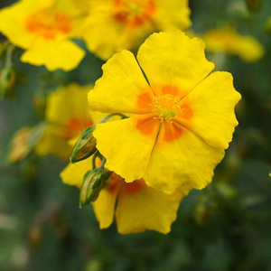 Common Rock Rose Perennial Seeds