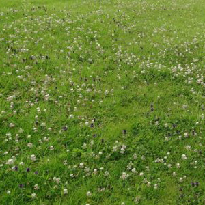 Mix 78 Cottage Lawn Mix With Red, White & Crimson Clovers