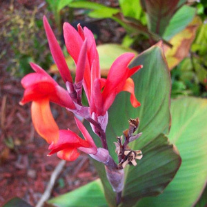 Canna Indica 'Wild Canna Lily' Seeds