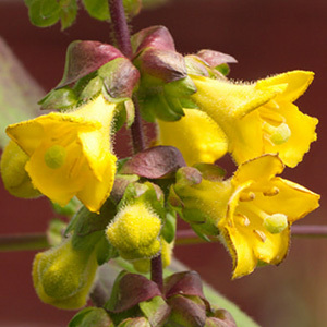 Leycesteria Crocothyrsos 'Golden Pheasant-Eye' Seeds