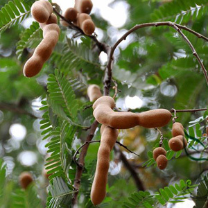 Tamarindus Indica 'Tamarind Tree' Seeds