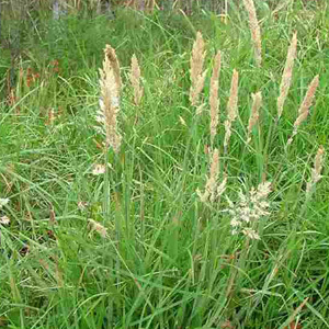 Holcus Lanatus 'Yorkshire Fog' Grass Seeds