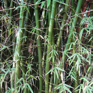 Bambusa Arundinacea 'Giant Thorny Bamboo' Seeds