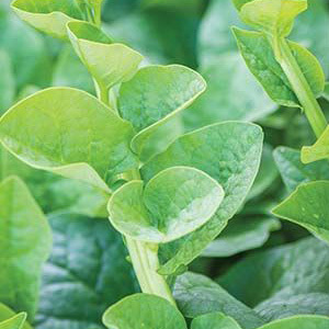 Green Malabar Spinach Seeds