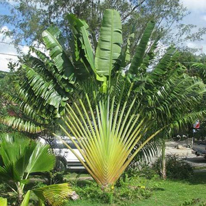 Ravenala Madagascariensis 'Travellers Palm Tree' Seeds