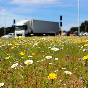Mix 74 Pure Wildflower Roundabout Mix
