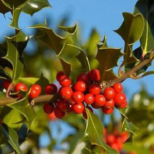 Ilex Aquifolium 'Common Holly Bush' Seeds