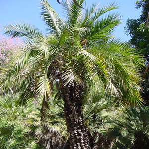 Phoenix Loureiroi Var. Humilis 'Kashmir Mountain Date Palm' Seeds