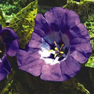 Nicandra Physalodes 'Splash of Cream' Seeds