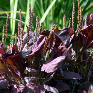Plantago Major Rubrifolia 'Giant Plaintain' Seeds