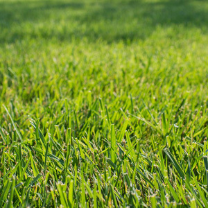 Tall Fescue Amenity Grass Seeds