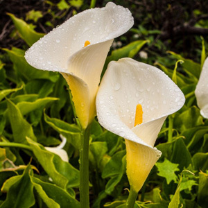 Zantedeschia Aethiopica Lily of the Nile Calla Lily Seeds