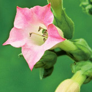 Nicotiana Tabacum 'Tobacco Flower' Seeds