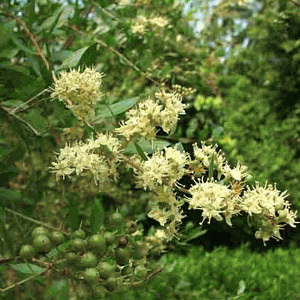 Lawsonia Inermis 'Henna Tree' Seeds