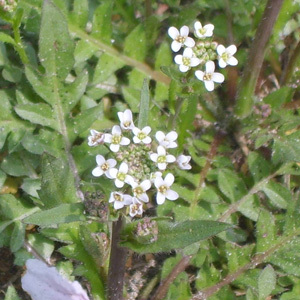 Shepherd's Purse 'Capsella Bursa-Pastoris' Seeds