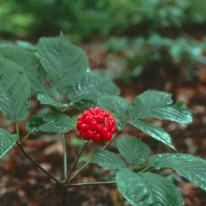 Ginseng 'Korean Panax' Seeds