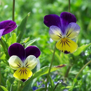 Viola Tricolour 'Heart's Ease' Seeds Johnny Jump Up Heartsease