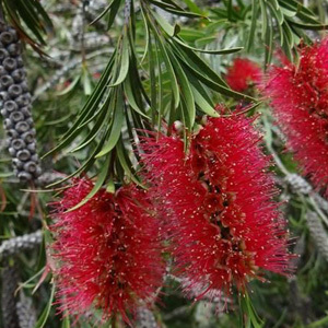 Callistemon Rigidus 'Weeping Bottlebrush' Seeds