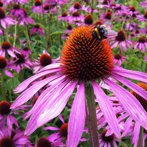 Echinacea Purpurea 'Purple Coneflower' Seeds