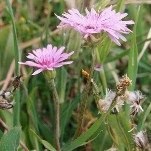 Crepis Rubra 'Pink Dandelion' Seeds