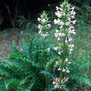 Morina Longfolia 'Long Leaved Whorlflower' Seeds