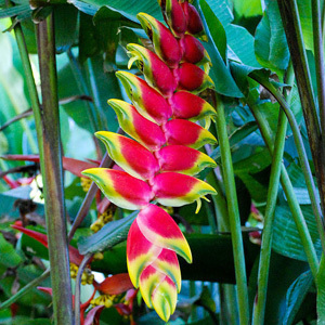 Heliconia Latispatha 'Orange Gyro' Seeds