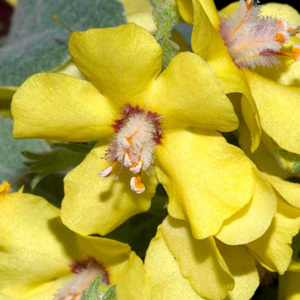 Verbascum Epixanthinum 'Yellow Mullein' Seeds