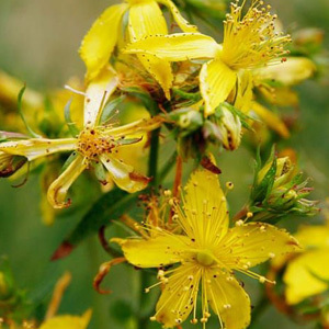 St. John's Wort Hypericum Perforatum Perennial Seeds