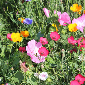 Mix 7A 50/50 Premium Cornfield Meadow Mix