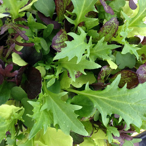 Lettuce Mixed Leaf 'Bright & Spicy' Seed