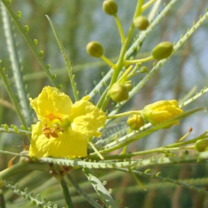 Parkinsonia Aculeata 'Jerusalem Thorn' Seeds