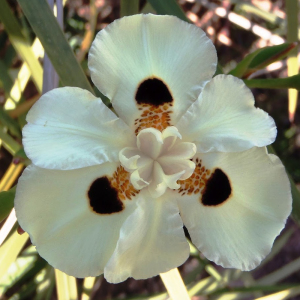 Dietes Bicolor 'African Iris' Seeds