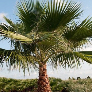 Washintonia Robusta 'Skyduster' Tree Seeds