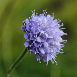 Devil's-Bit Scabious Perennial Seeds