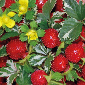 Duchesnea Indica 'Indian Strawberry' Seeds