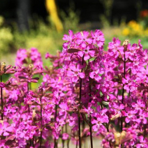 Red Catchfly Lychnis Viscaria Perennial Seeds