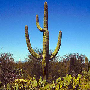 Carnegiea gigantea 'Saguaro Cactus' Seeds