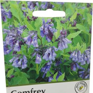 Comfrey Seeds in a Pictorial Packet