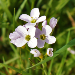 Cardamine Pratensis 'Cuckoo Flower' Perennial Seeds