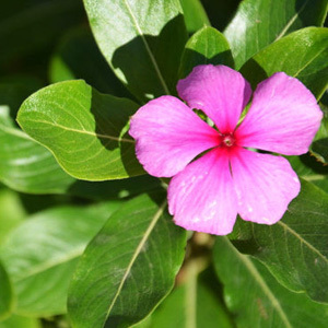 Catharanthus Roseus 'Madagascar Periwinkle' Seeds