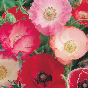 Shirley Poppy Single Mixed Papaver Rhoeas Annual Seeds