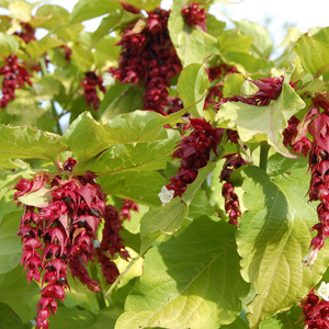Leycesteria Formosa 'Golden Lanterns' Seeds