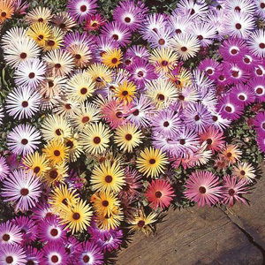 Mesembryanthemum 'Magic Carpet' Seeds Livingstone Daisy