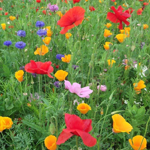 Mix 47 90/10 Poppy Meadow Mix