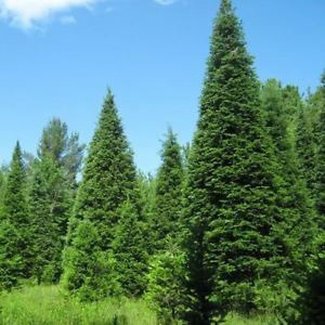 Abies Balsamea 'Balsam Fir' Tree Seeds