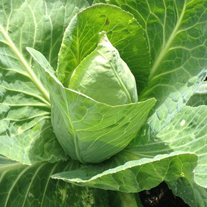 Cabbage 'Wheeler's Imperial' Seeds