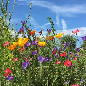 Mix 14 50/50 Economy Wildflower Mix