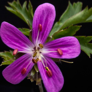 Geranium Canariense Seeds